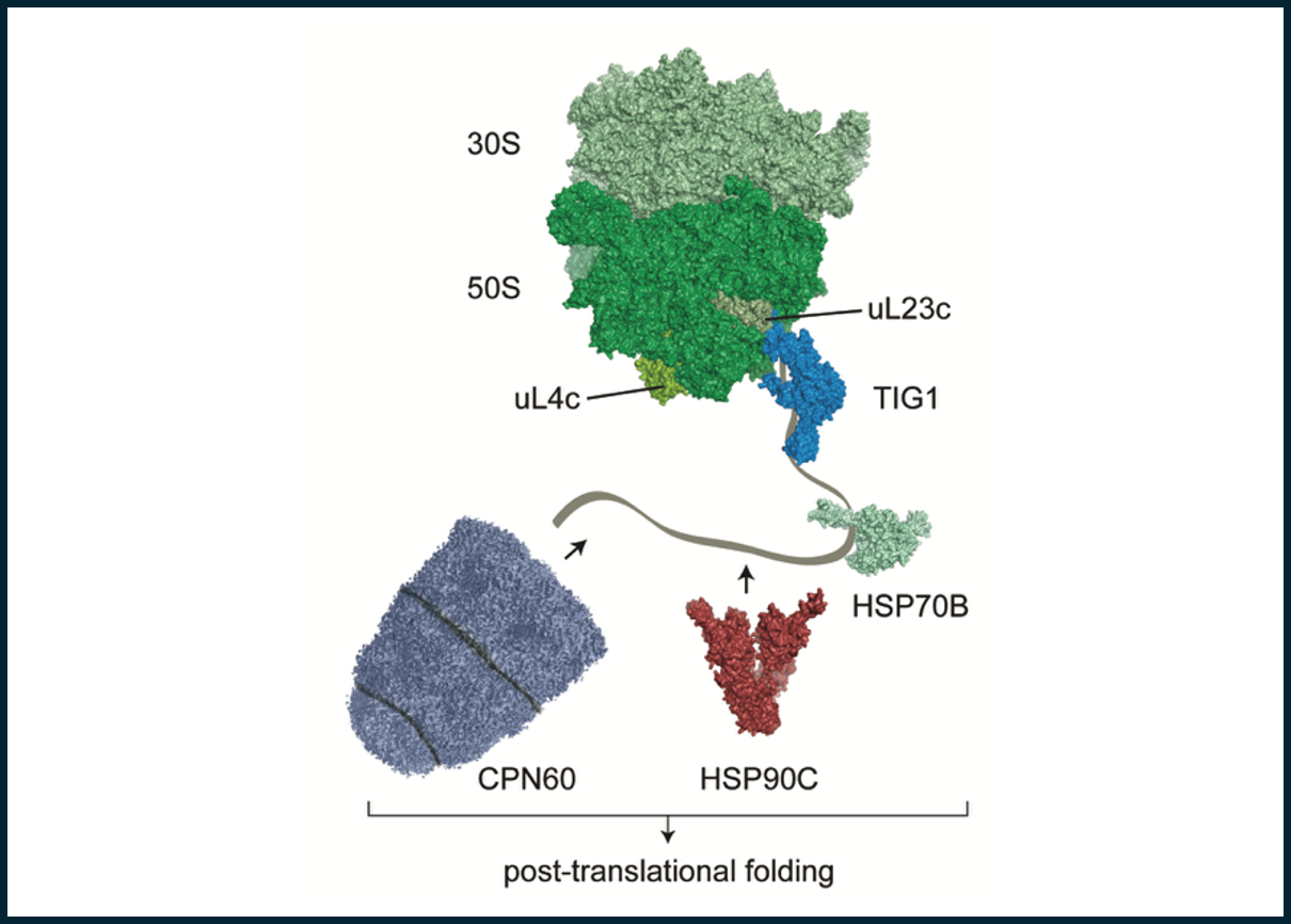 Molecular chaperones in the Chloroplast