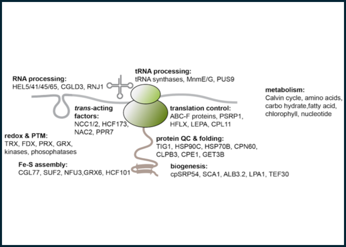 Regulation of chloroplast protein synthesis