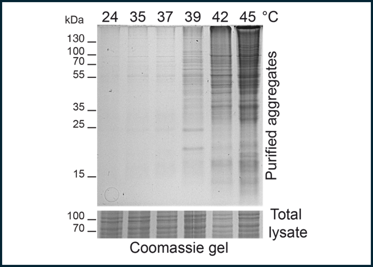 Protein homeostasis during stress