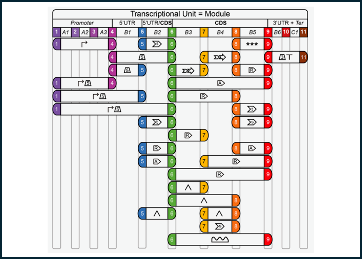 Synthetic biology and genome engineering